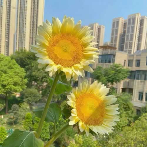 碰到平臺客服說取款通道在維護大家怎么搞（圖）